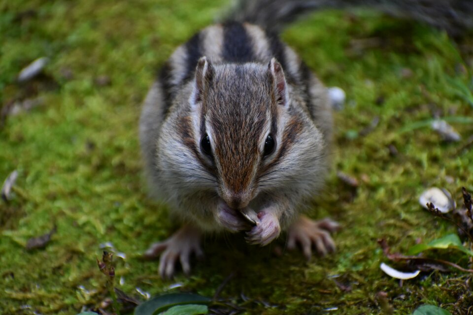Cute diet sunflower seeds