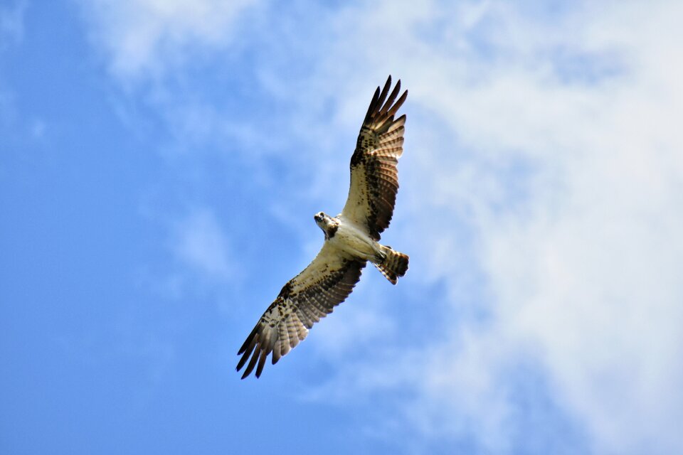 Wild birds raptor osprey