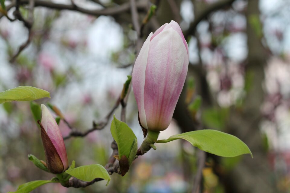 Plant flowers flowering