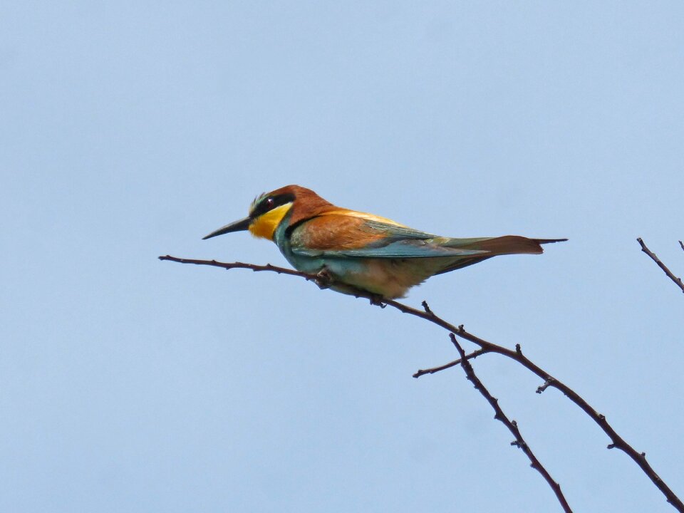 Bird merops apiaster almond tree
