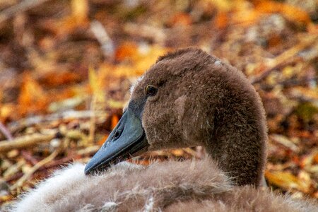 Bird animal world cute