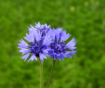 Wildflowers meadow blue flowers