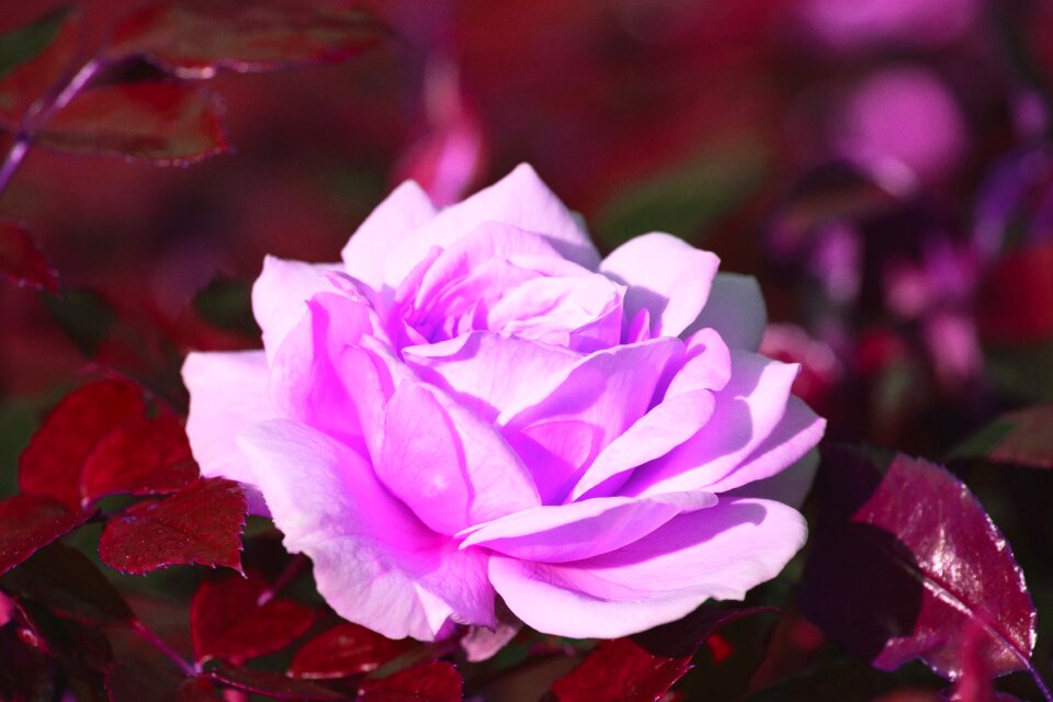 Plant flower ornamental plant