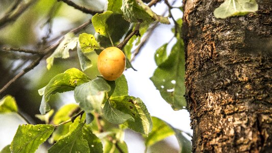Nature yellow mature