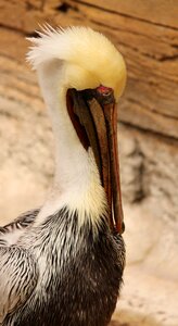 Nature wing beak photo