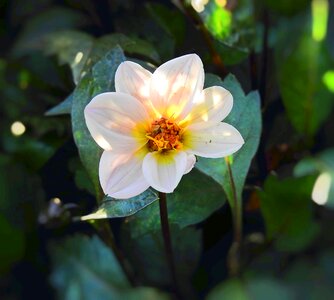 Delicate beauty summer