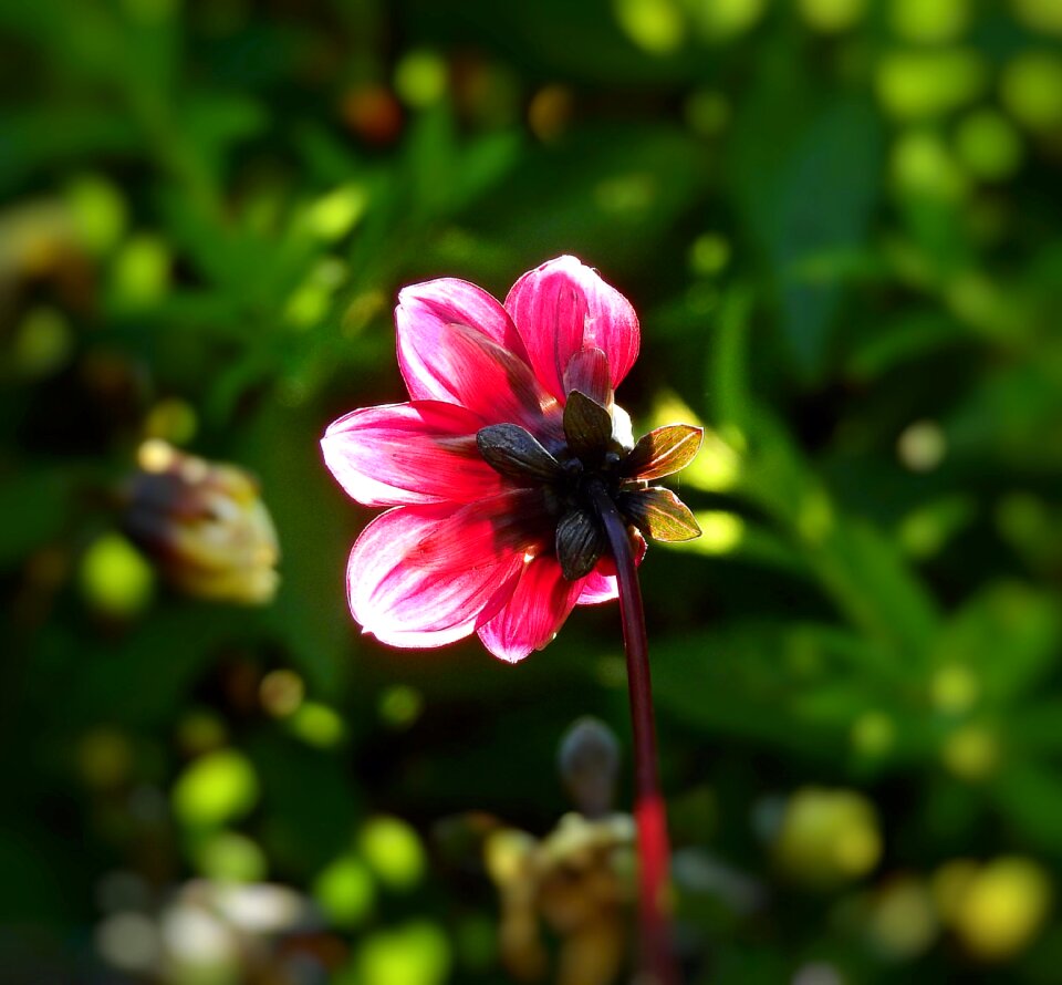 Nature red romantic