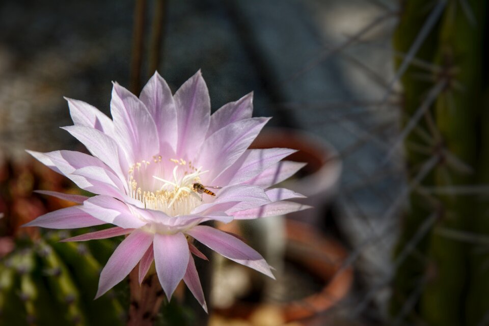 Flower blossom bloom