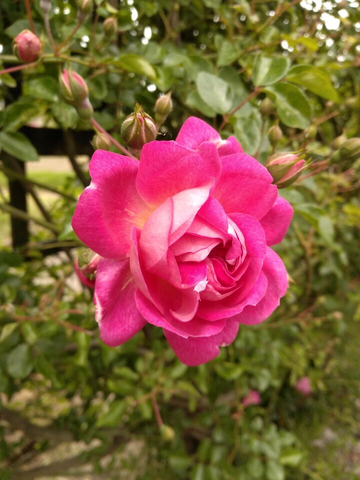Green fuchsia bella