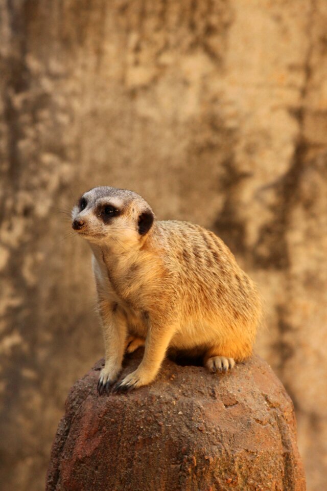 Meerkat zoo small