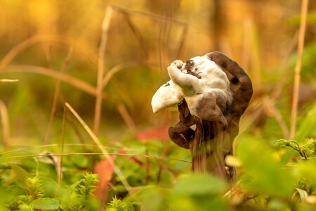Fungus nature helvella lacunosa