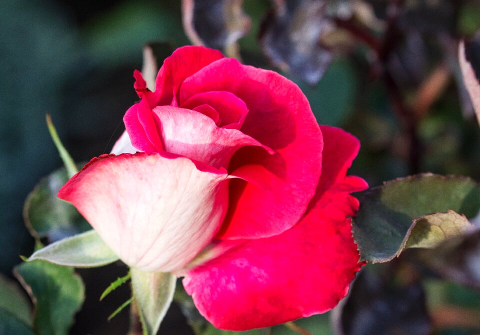 Plant flower ornamental plant
