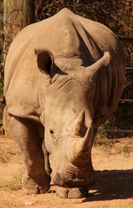 Africa rhinoceros pachyderm photo