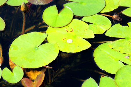 Flora floating leaves nature photo