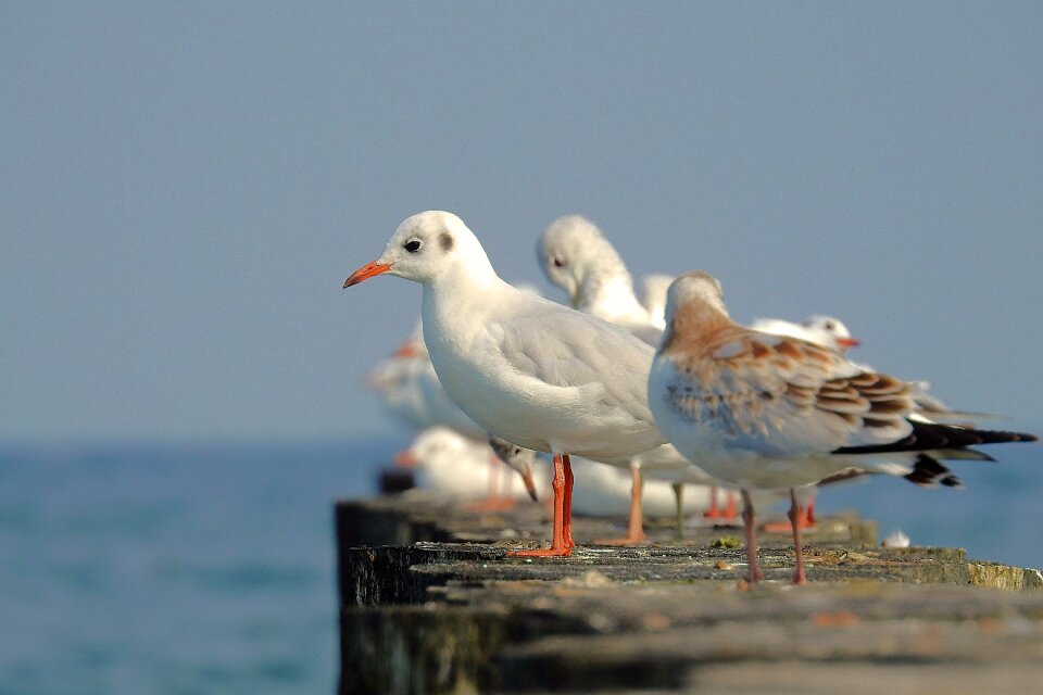The coast birds animals