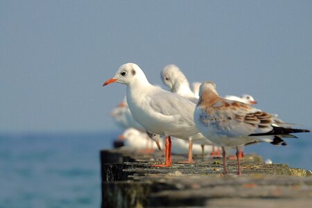 The coast birds animals photo