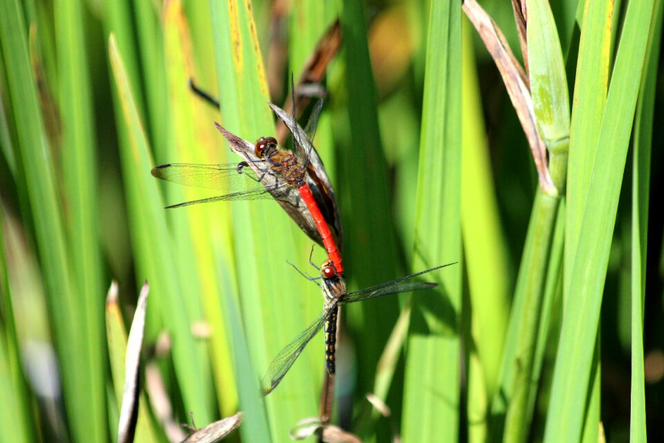 Diptera arthropod macro