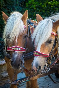 Draft horse horse head carriage ride photo