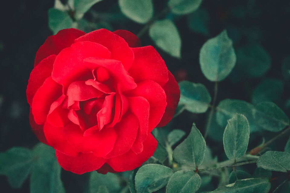 Rosa roses flowers