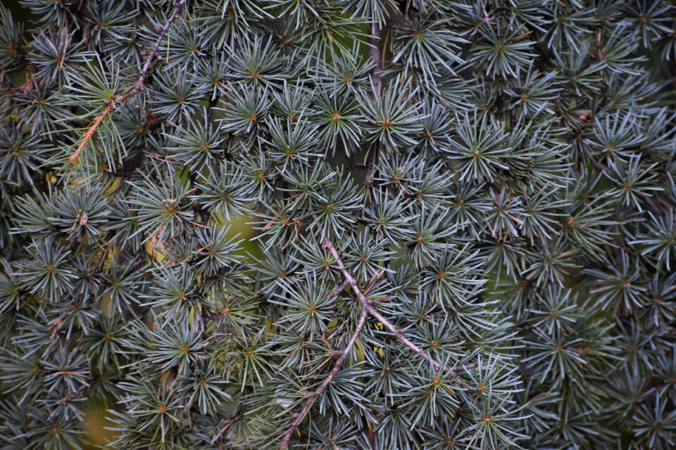 Surface spruce needles