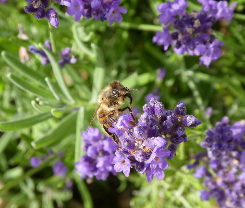 Pollination close up violet