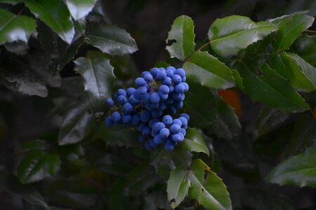 Garden ripe nature