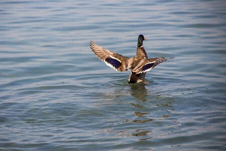Bird nature animal