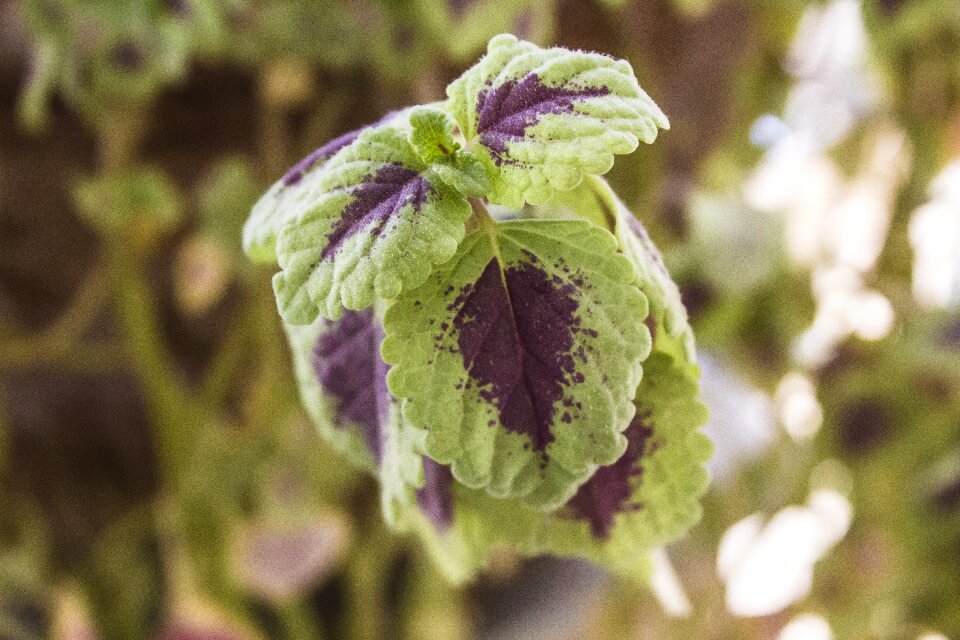 Garden leaf outdoors