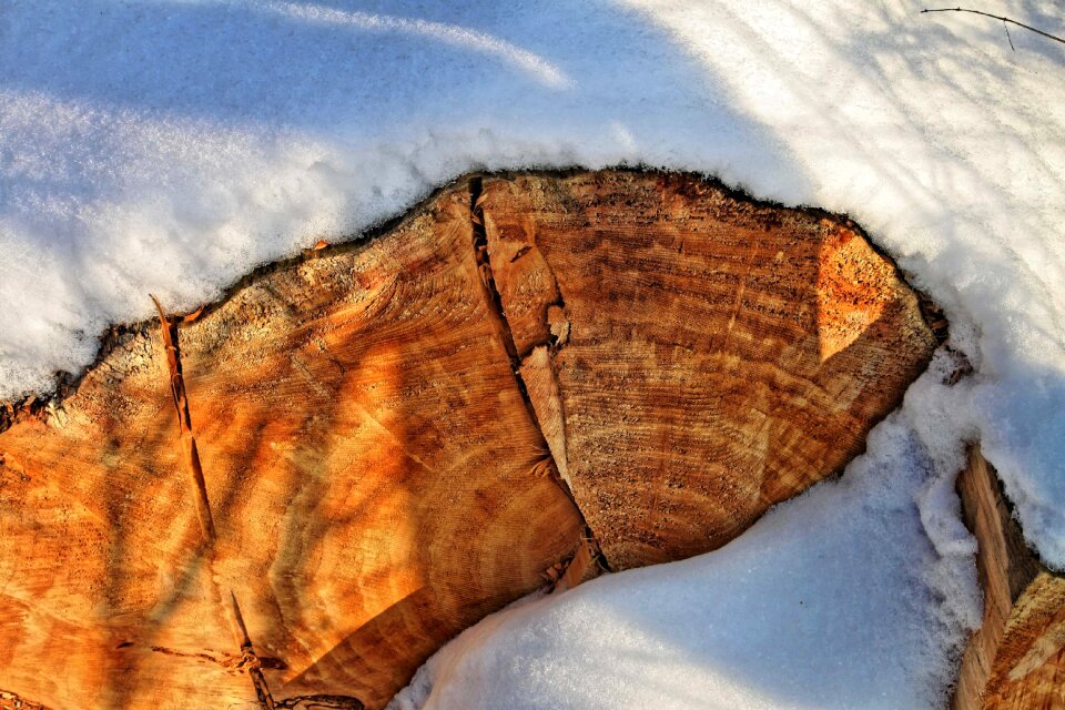 Winter wood landscape