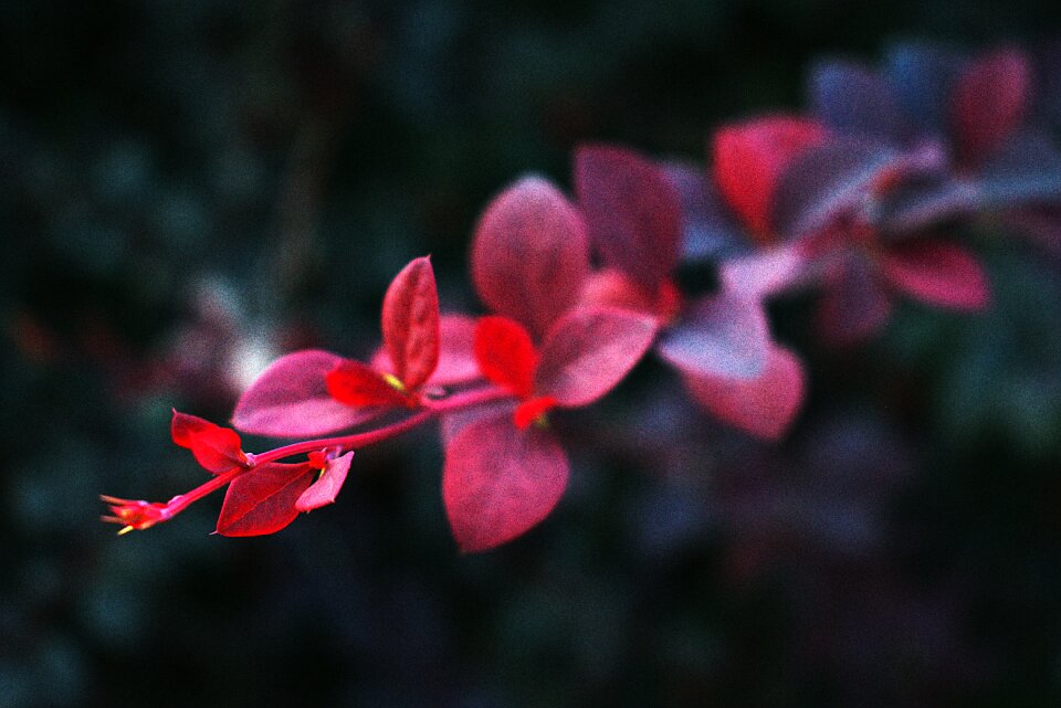 Autumn green garden