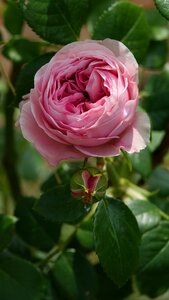 Pink climbing rose garden photo