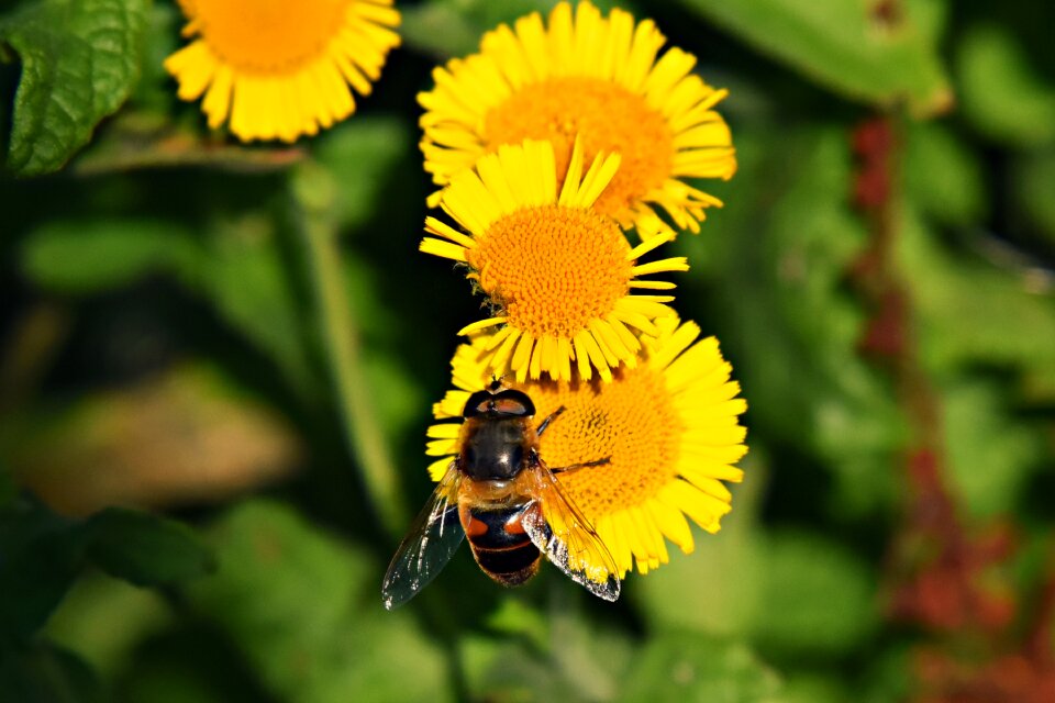Feeding nectar pollen