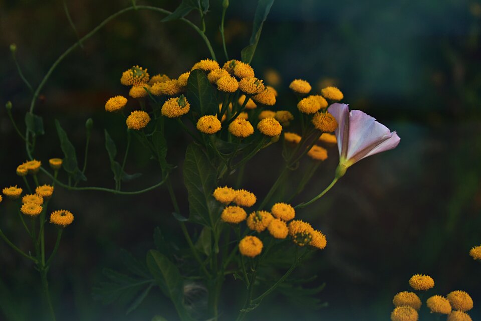 Blossom bloom flowers