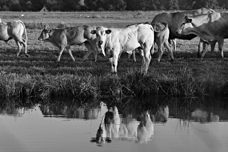 Animal mammal livestock