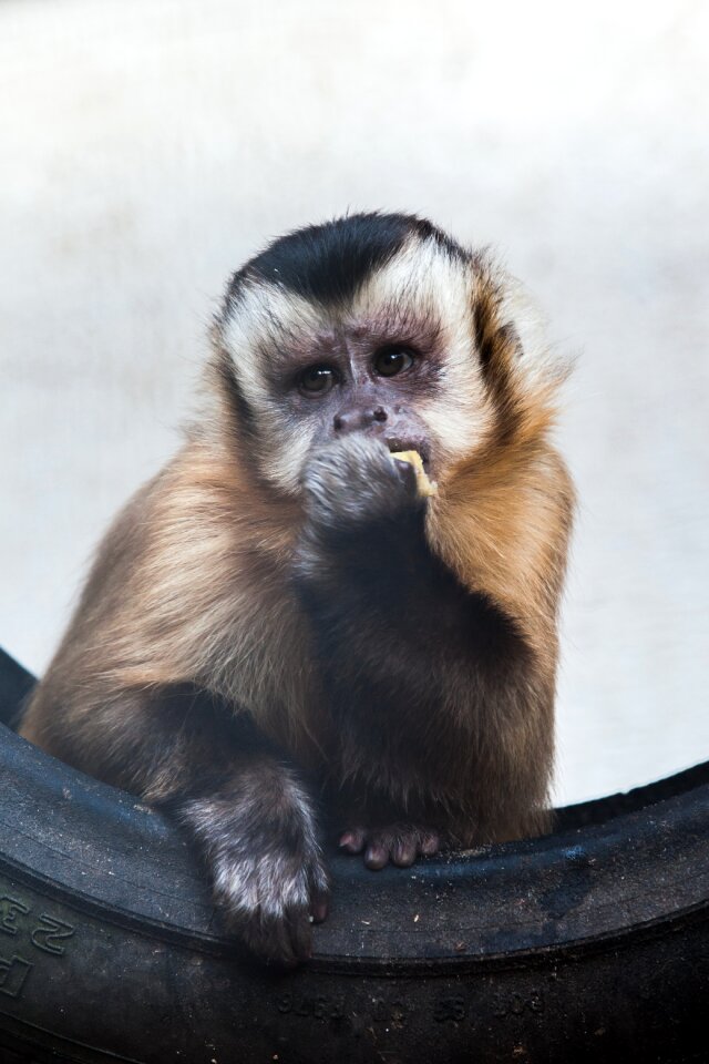 Furry cute mammal
