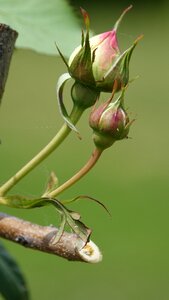Bud garden fulfillment