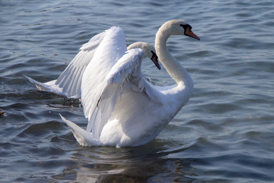 Animal world of lake animal