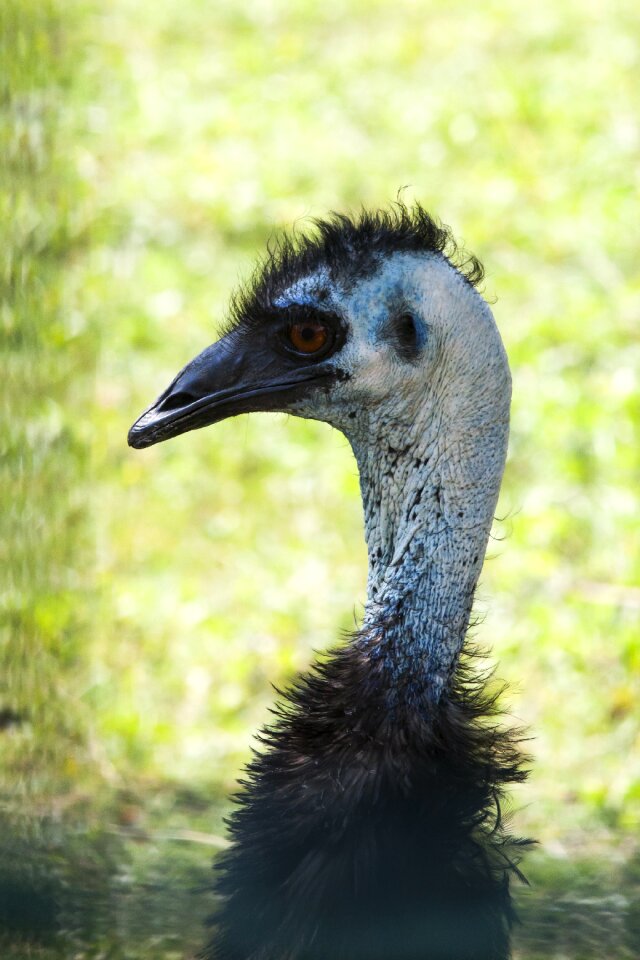 Zoo flightless bird neck