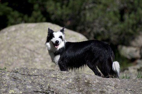 Collie pets animals photo