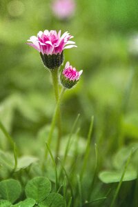 Spring macro summer photo