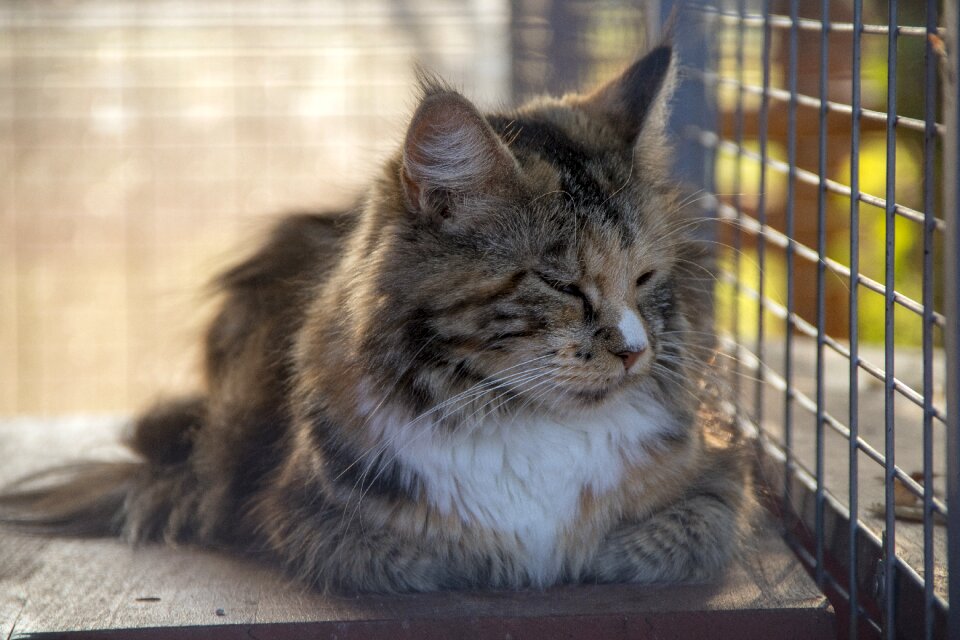 Kitten cute animal world of