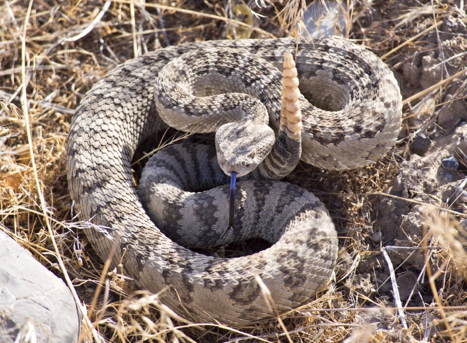 Poisonous reptile wildlife