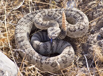 Poisonous reptile wildlife