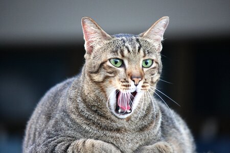 Yawn pet feline
