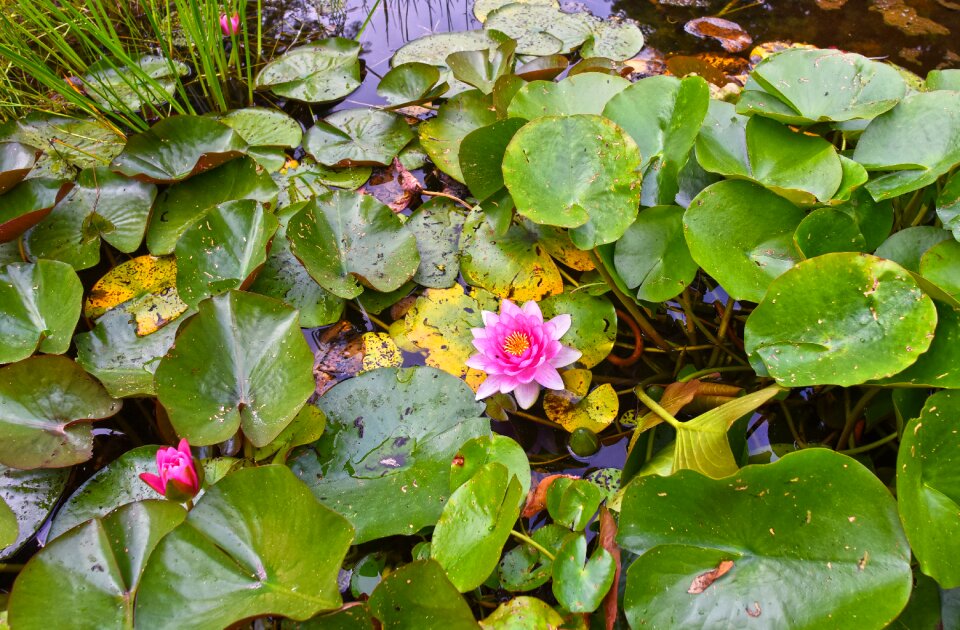 Flower pad lily pads