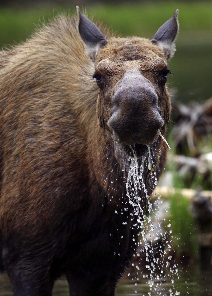 Close up profile wildlife