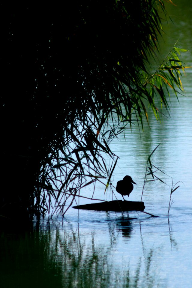 Lake bird yin yang