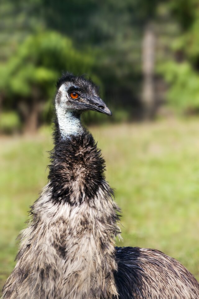 Zoo flightless bird neck