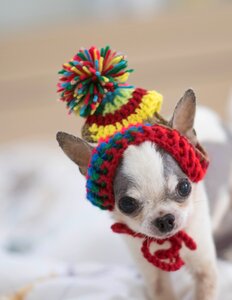 Tee cup a pets