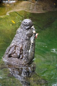 Animal nature zoo photo